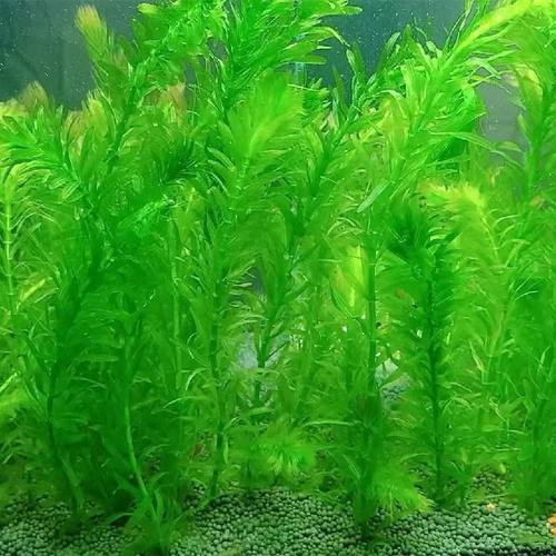 蜈蚣草淡水植物活草鱼缸草缸造景装饰中后景水草增水水质阴性