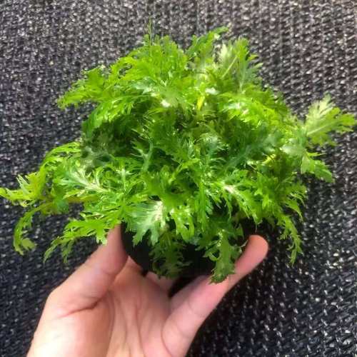 水罗兰坨草植物真草鱼缸水草造景蜈蚣草绿菊增水耐养新手懒人