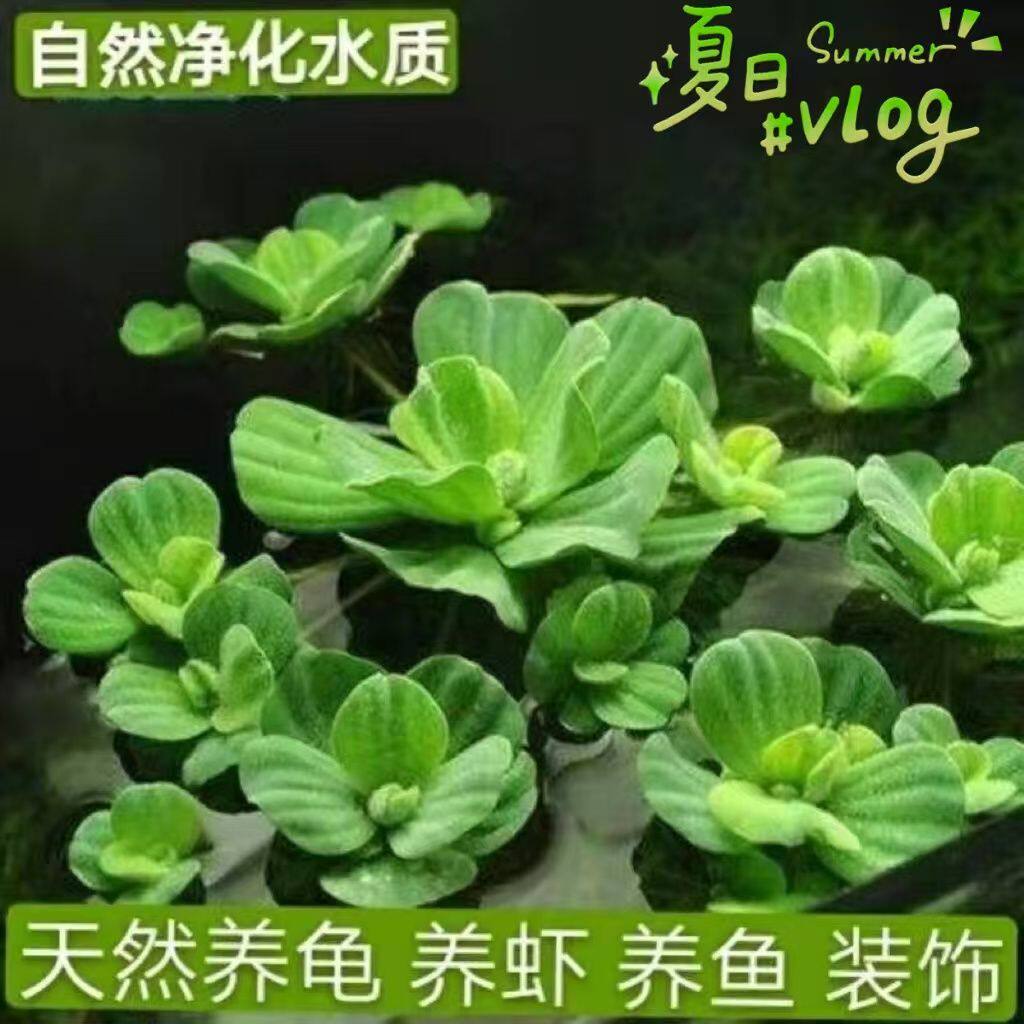 水芙蓉浮萍植物造景养虾鱼缸懒人水生植物养鱼净化水培水质水草