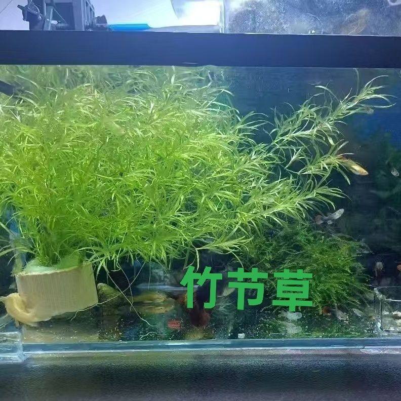 竹节草耐活水草孔雀鱼虾躲避中后景淡水增氧真草植物懒人新手好养