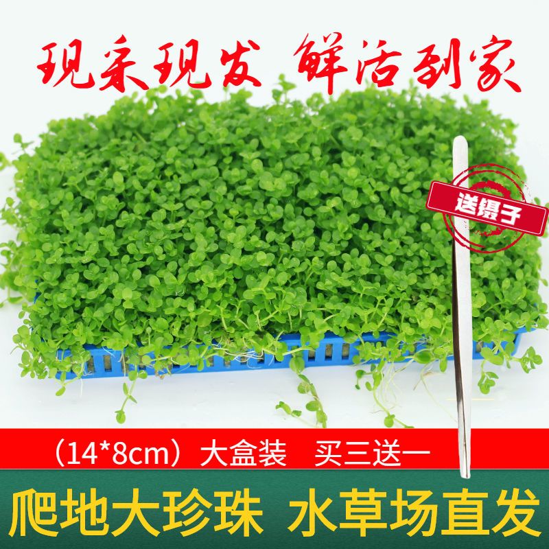 水草缸装饰鱼缸造景水草活体植物迷你爬地矮珍珠草皮前景阴性水草