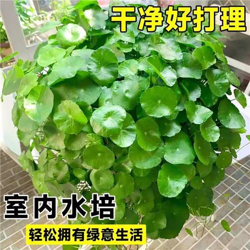 大叶铜钱草水培植物室内好养鱼缸水草专用水养金钱草花卉绿植盆栽