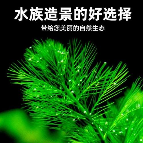 绿羽毛水草植物真草鱼缸水草造景水族活净水阴性新手懒人造景套餐