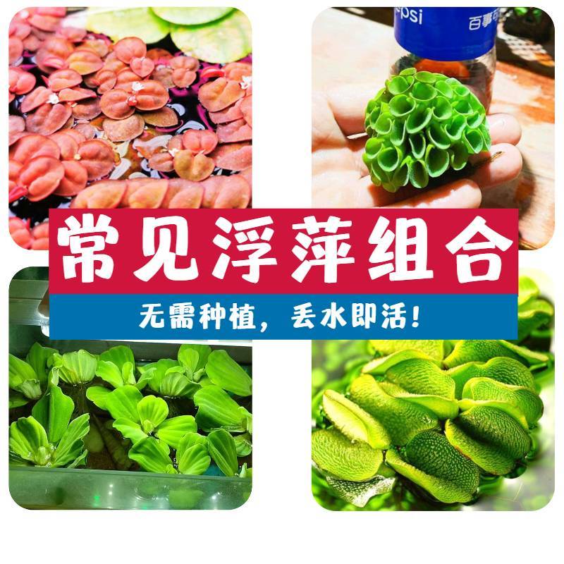 浮萍养乌龟造景鱼缸植物养龟装饰水草净化水质浮萍圆心水培水芙蓉