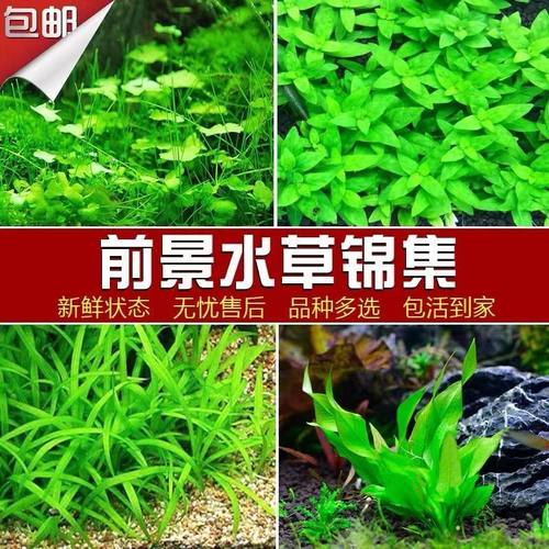 前景阴性水草鱼缸造景鲜活懒人淡水植物阴性天胡荽爬地矮珍珠牛毛