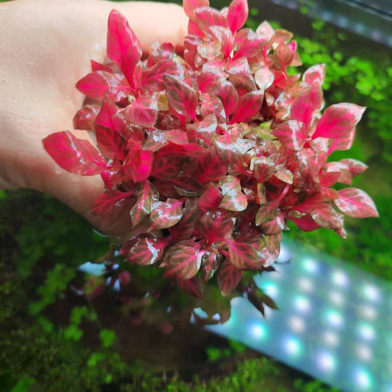 新手豹纹血心兰淡水水草增氧后景造景植物懒人净化鱼缸水培红色