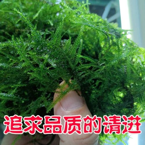 散装莫斯水草活的植物真草鱼缸水草造景垂类网片草坪三角莫斯懒人
