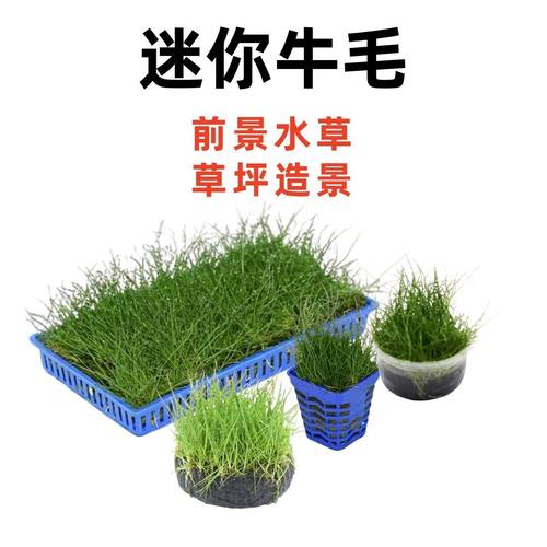 阴性淡水植物懒人入门迷你水草新手鱼缸前景草坪造景活体牛毛毡