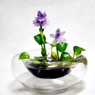 水葫芦浮萍水草净化水质养龟养鱼造景庭院水池水浮莲水声植物养殖