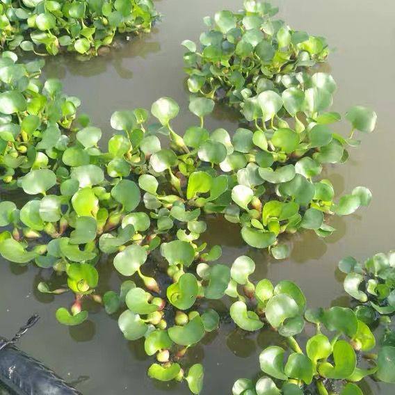 水葫芦苗水浮莲水培植物水养草池塘鱼缸室内宿舍造景养殖