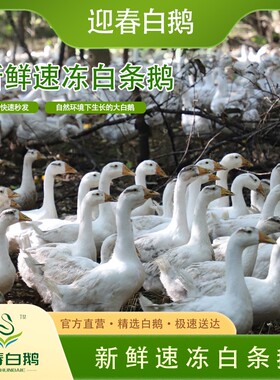 迎春白鹅 120天以上林下散养白鹅 绿色健康优品白鹅 无内脏