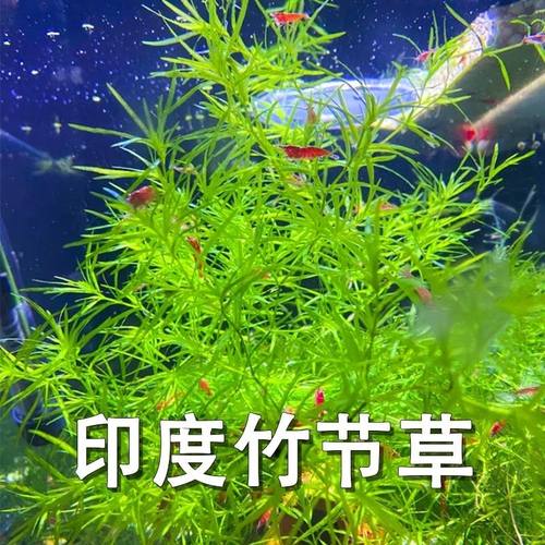 印度竹节水草植物好养新手懒人耐活阴性造景鱼缸增化水质四季