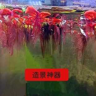 鱼缸浮萍水草活体植物四季 浮性除NO3净化水质微景观增氧水草浮萍