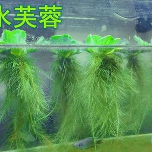 水芙蓉浮萍水草净化水质养龟养鱼造景庭院水池水浮莲水声植物养殖