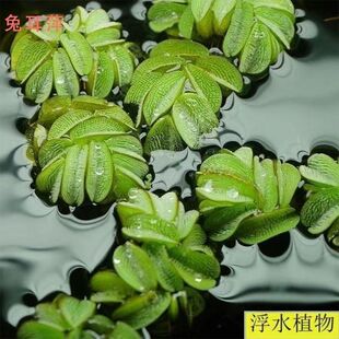 兔耳萍清塘清仓叶浮萍水草兔耳萍净化水质水培绿植庭院办公室鱼虾