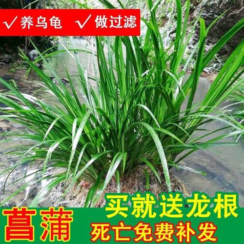 石菖蒲水培植物水草鱼缸造景养龟水沼泽过滤绿植