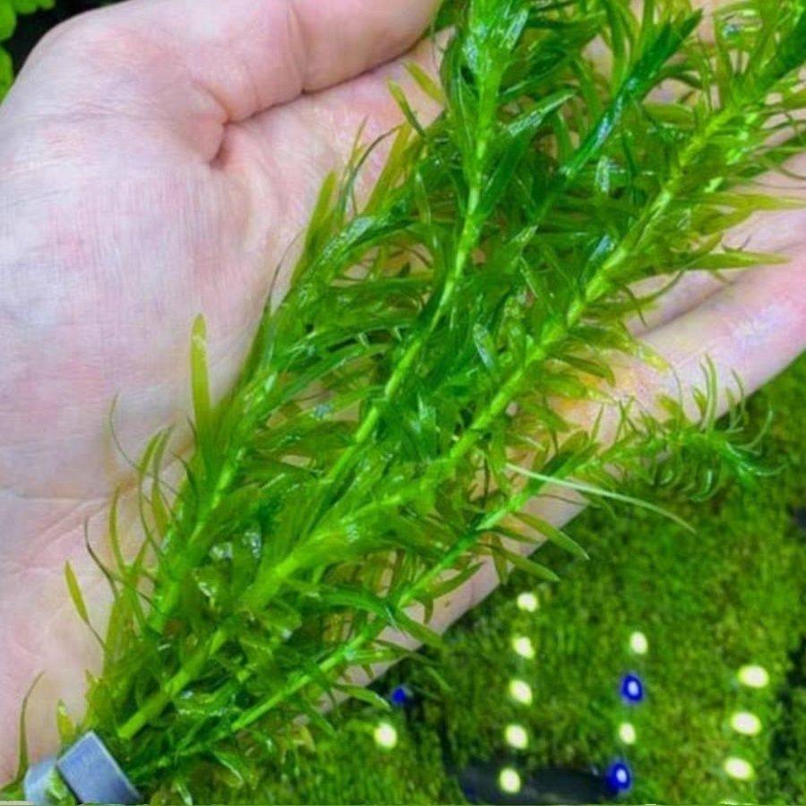 蜈蚣草水草植物鱼缸专用造景鱼草缸净水绿植新手养鱼紫丁香后景草