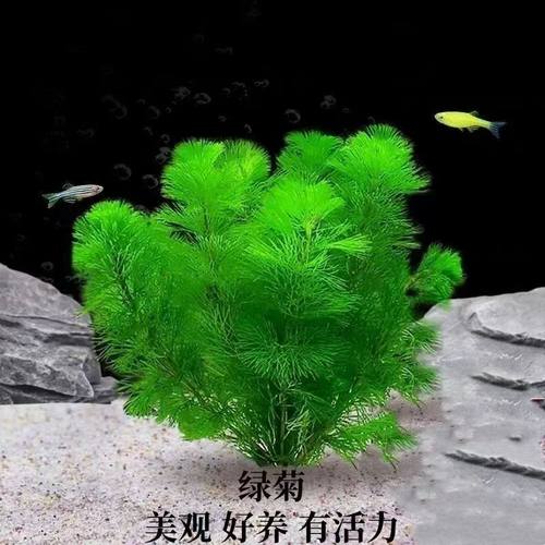 绿菊水草淡水植物真草增化水质鱼缸草缸造景新手懒人阴性水质