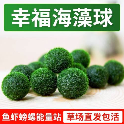 鱼缸海藻球微景观水族生态瓶室内桌面水培创意迷你植物水生绿藻球