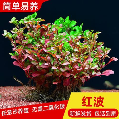 红波坨草淡水增化水不用水草泥不用二氧化碳新手养殖好养易活