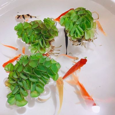 肚兜萍送小青萍水上叶观赏水浮莲植物浮萍芝麻萍红绿毛丹水草活体