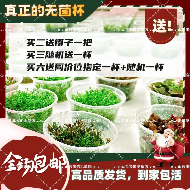 阴性无菌杯水草鱼缸造景迷你前中后景全系列增氧懒人植物