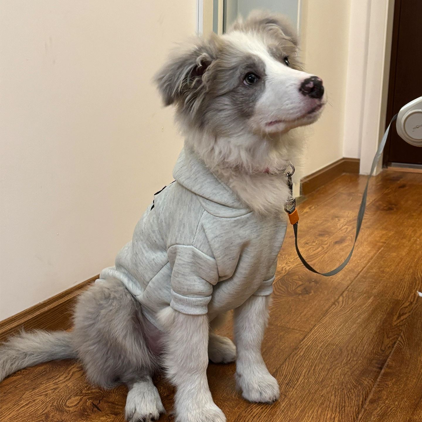 狗狗衣服中小型犬边牧泰迪连帽卫衣秋冬防掉毛两脚衣宠物猫咪衣服