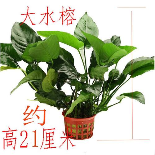 水榕水草鱼缸造景沉木水榕鱼缸造景水草活体淡水水草缸造景水草泥