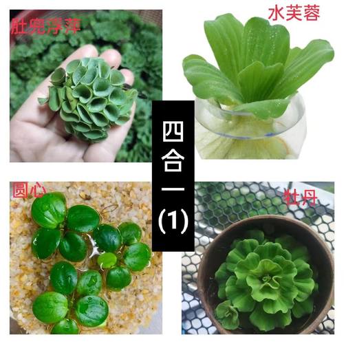 乌龟水葫芦造景鱼缸养鱼植物养龟装饰水草净化水质浮萍水培水芙蓉