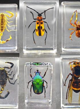 琥珀昆虫标本迷你小动物摆件真虫子蝴蝶甲虫虫珀石饰品挂件蜘蛛蝎