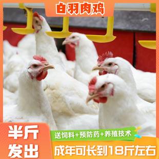 纯种白羽肉鸡活苗正宗双A大型鸡苗脱温快大速成巨型小鸡幼苗活的