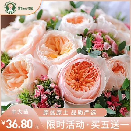 朱丽叶月季花苗特大花庭院阳台欧月切花玫瑰四季开花灌木室外