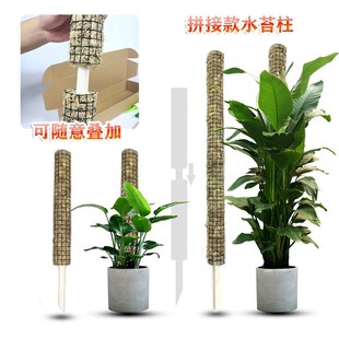 新型可拼接攀爬爬藤植物苔藓支撑杆蔓绿绒白锦白龟龟背竹水苔柱子