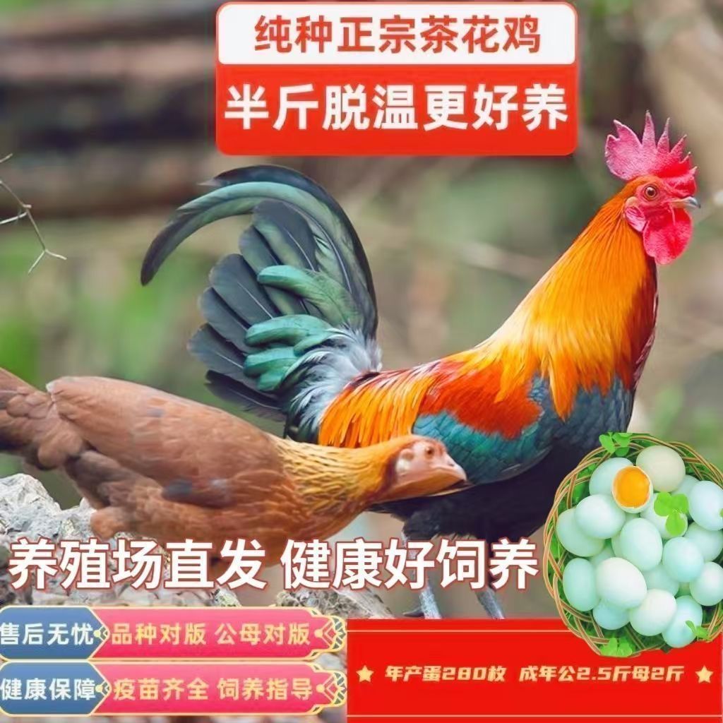 正宗半斤左右广西二代茶花鸡苗优质高产蛋活体苗正宗种鸡七彩山鸡