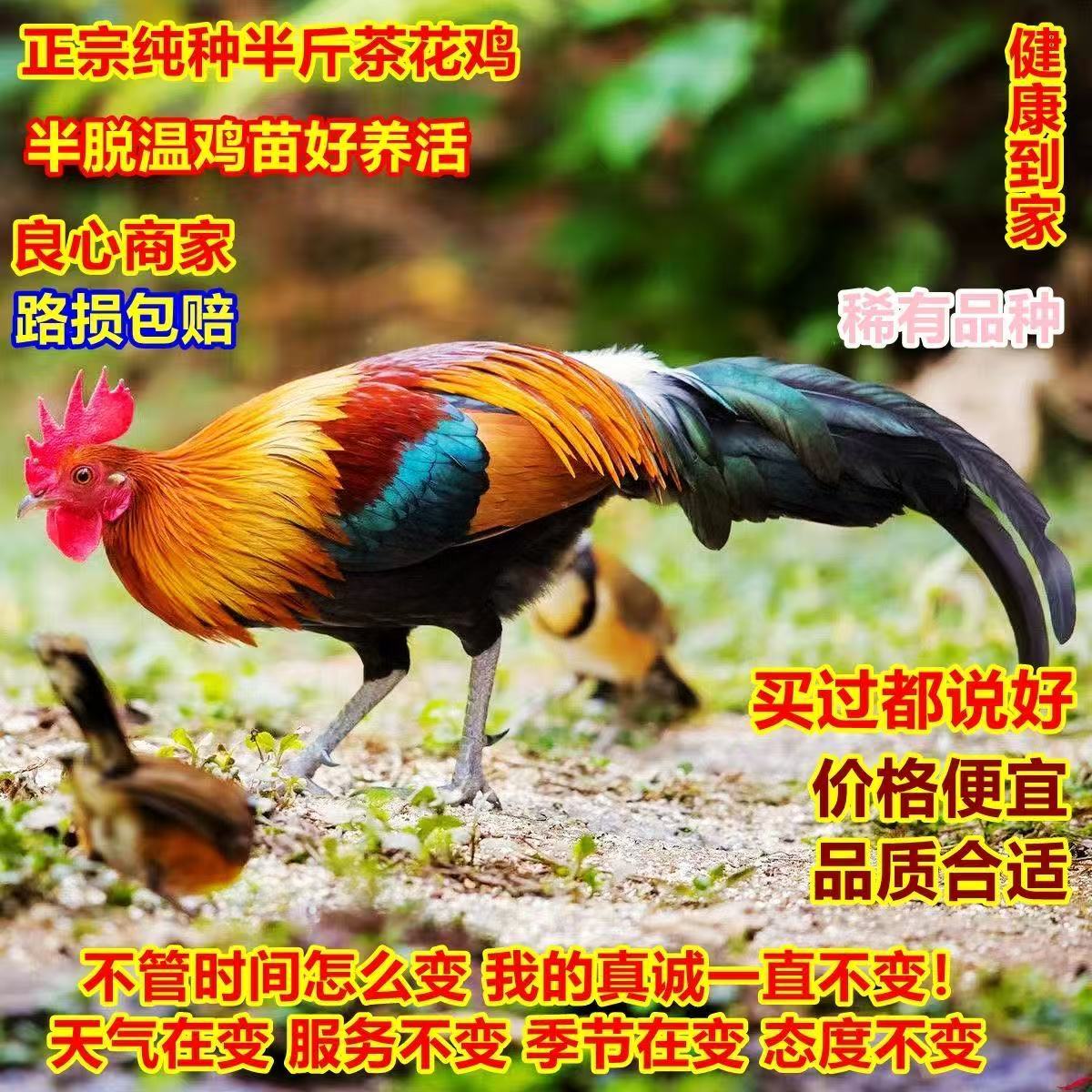 正宗半斤左右广西二代茶花鸡苗优质鸡苗活体苗种鸡七彩山鸡包活