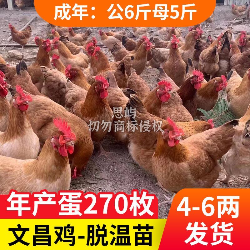 文昌鸡苗半斤小脚正宗黄土鸡大品种鸡高产蛋鸡下蛋小母鸡散养农家