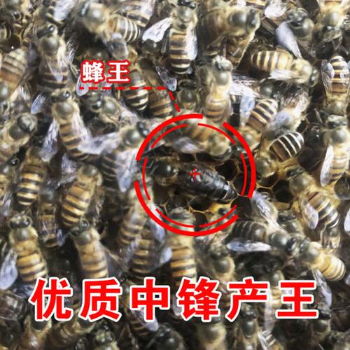 中蜂蜂王种王高产优质土蜂交尾新开产卵王阿坝江西本地土蜂处王