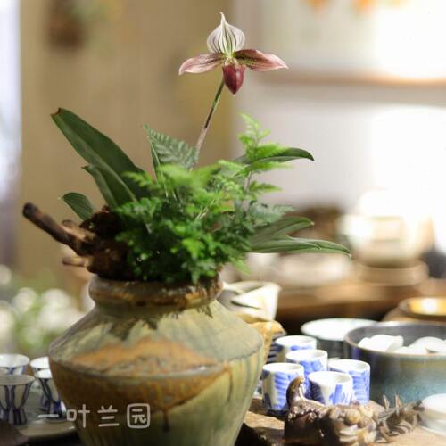 原生香港小姐兜兰 紫纹兜兰 洋兰稀少品种 庭院阳台植物好养易活