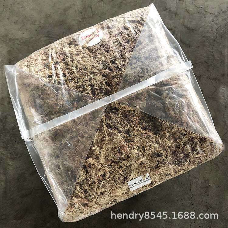 智利5星白草 干水苔 干苔藓 水草 爬虫 兰花 微景观 食虫植物用