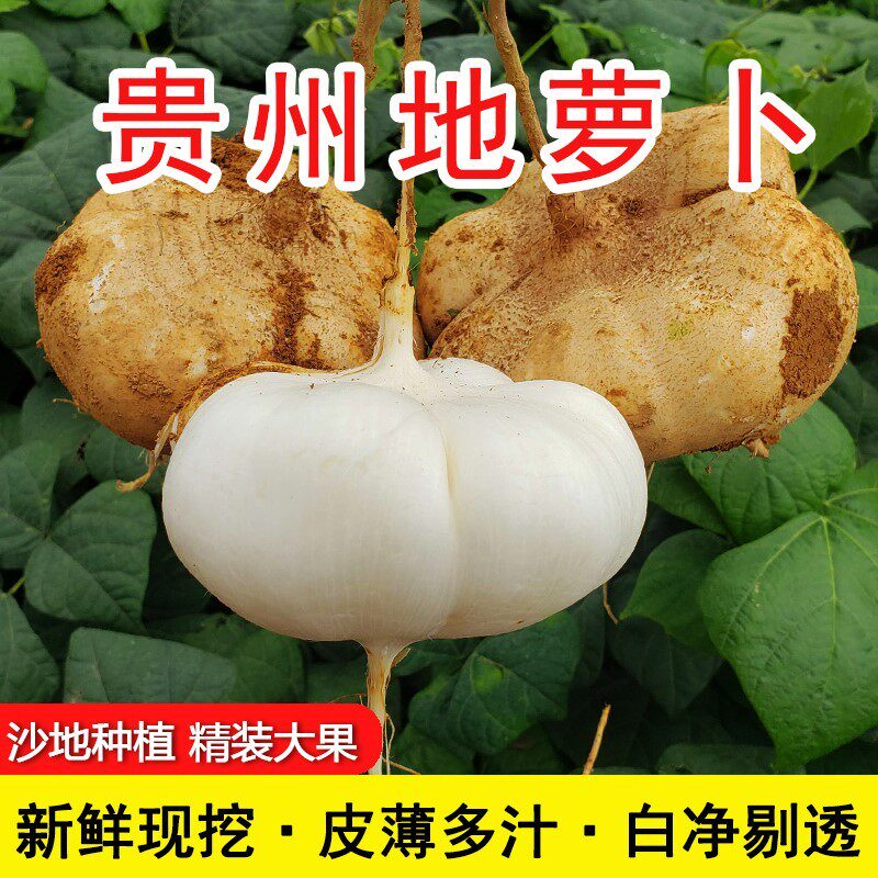 中通生鲜专线送货上门贵州水果蔬菜地萝卜凉薯沙葛土瓜农家自种