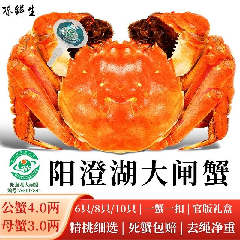 阳澄湖大闸蟹 4两公+3两母 6/8/10只顺丰冷链活蟹现发高标准塘养