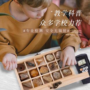 15种天然化石石头原石珊瑚菊石鲨鱼牙齿树化玉海螺木盒工艺摆件