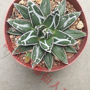 漳州嘟嘟仙人球 世之雪仙人球稀有龙舌兰植物鬼脚笹之雪 笹之雪