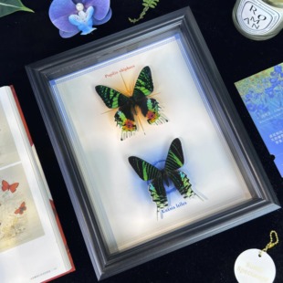 太阳蛾月亮蛾蝴蝶标本家居装饰画摆件情人节生日马年新年礼物