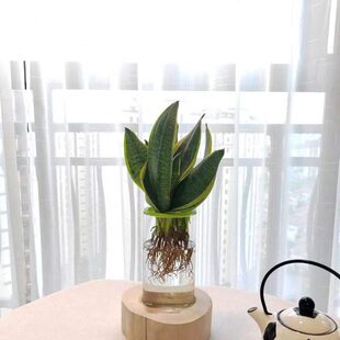 玻璃花瓶底座保护防摔防碎防倒马醉木吊钟富贵竹水培防滑底托固定