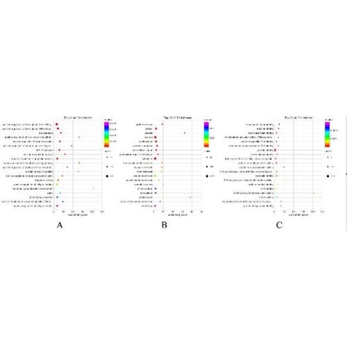转录组测序数据分析 差异表达GO/KEGG富集 GSEA分析