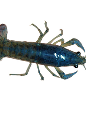 2CM左右 橙色/特萨努/迷你/侏儒/双带鳌虾/小熬虾/淡水宠物虾