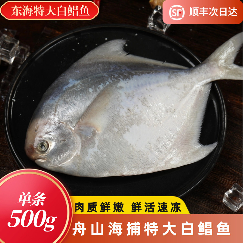 舟山深海野生大白鲳东海新鲜冷冻特大银鲳鱼海捕大平鱼鲜活水产