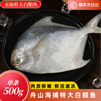 舟山深海野生大白鲳东海新鲜冷冻特大银鲳鱼海捕大平鱼鲜活水产