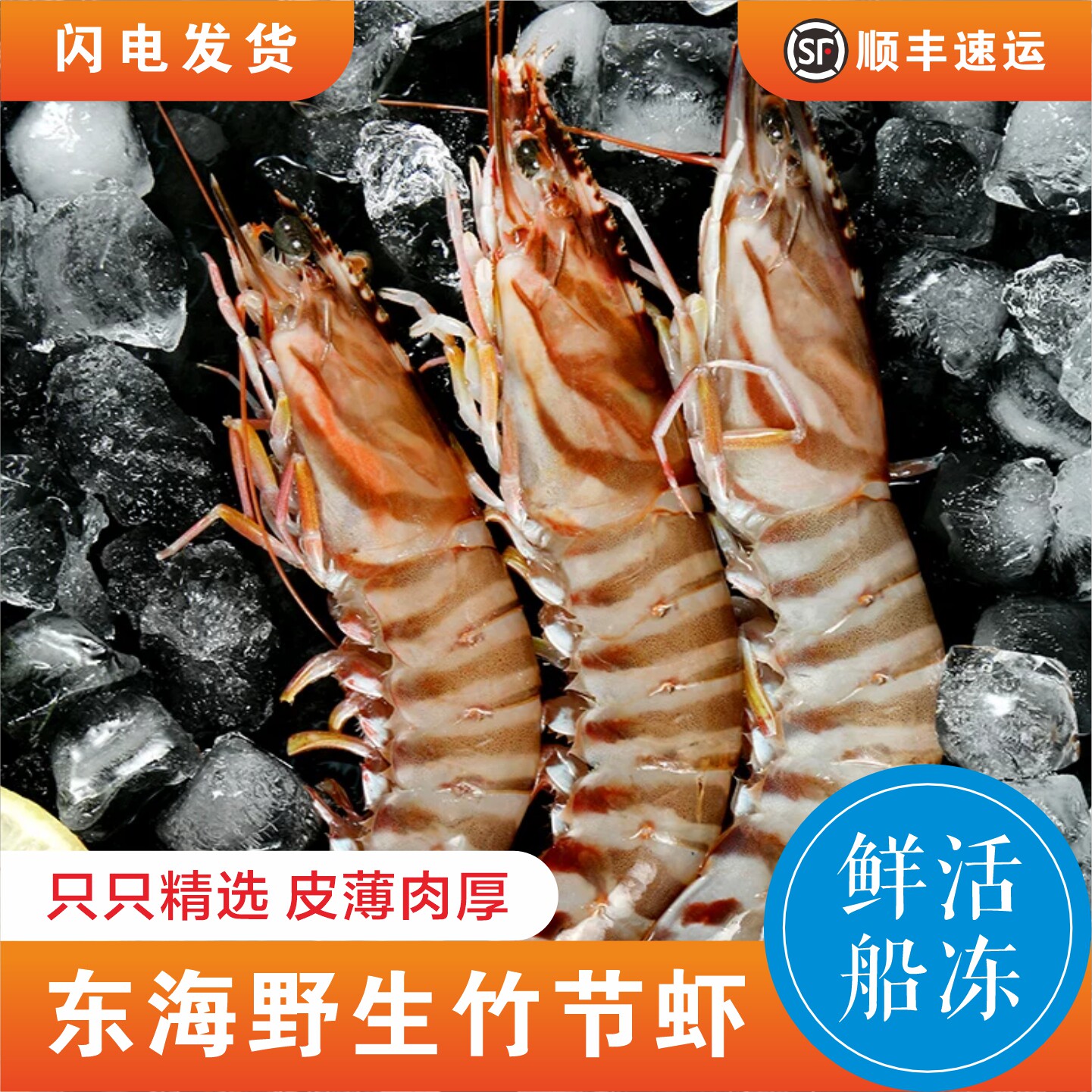 东海象山竹节虾超大九节虾水产速冻海捕斑节虾野生大海虾5-6头/斤